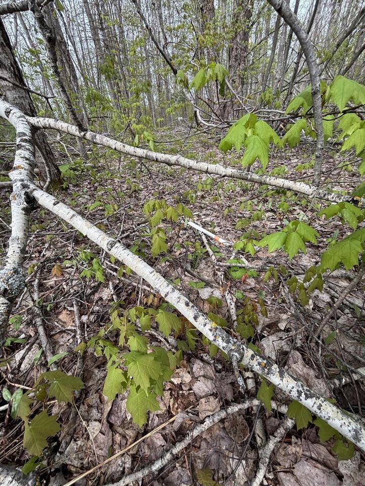 Property Photo: Vl Lot 376 Forestview Circle MI 49735