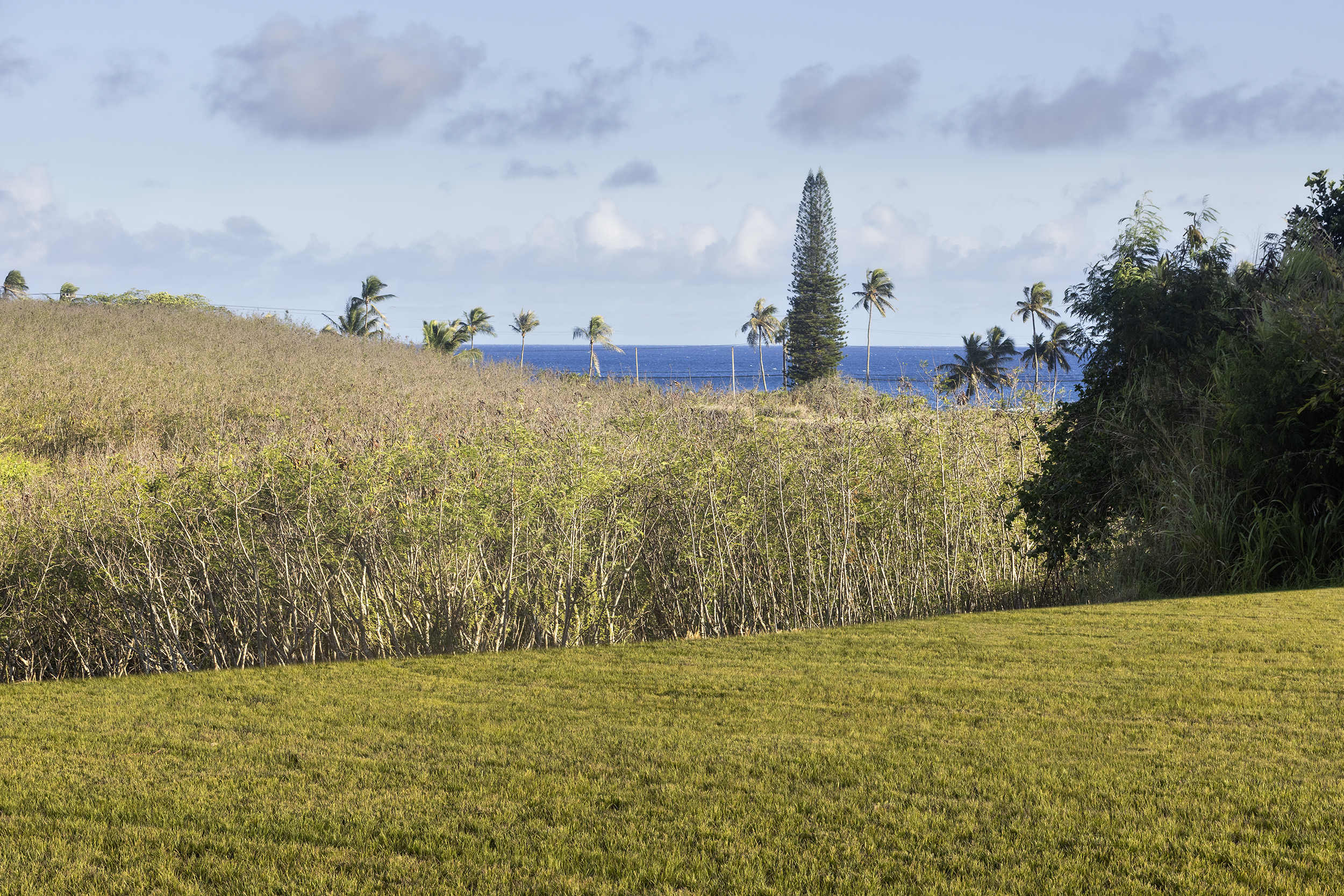 Lau Nahele St  Koloa HI 96756 photo