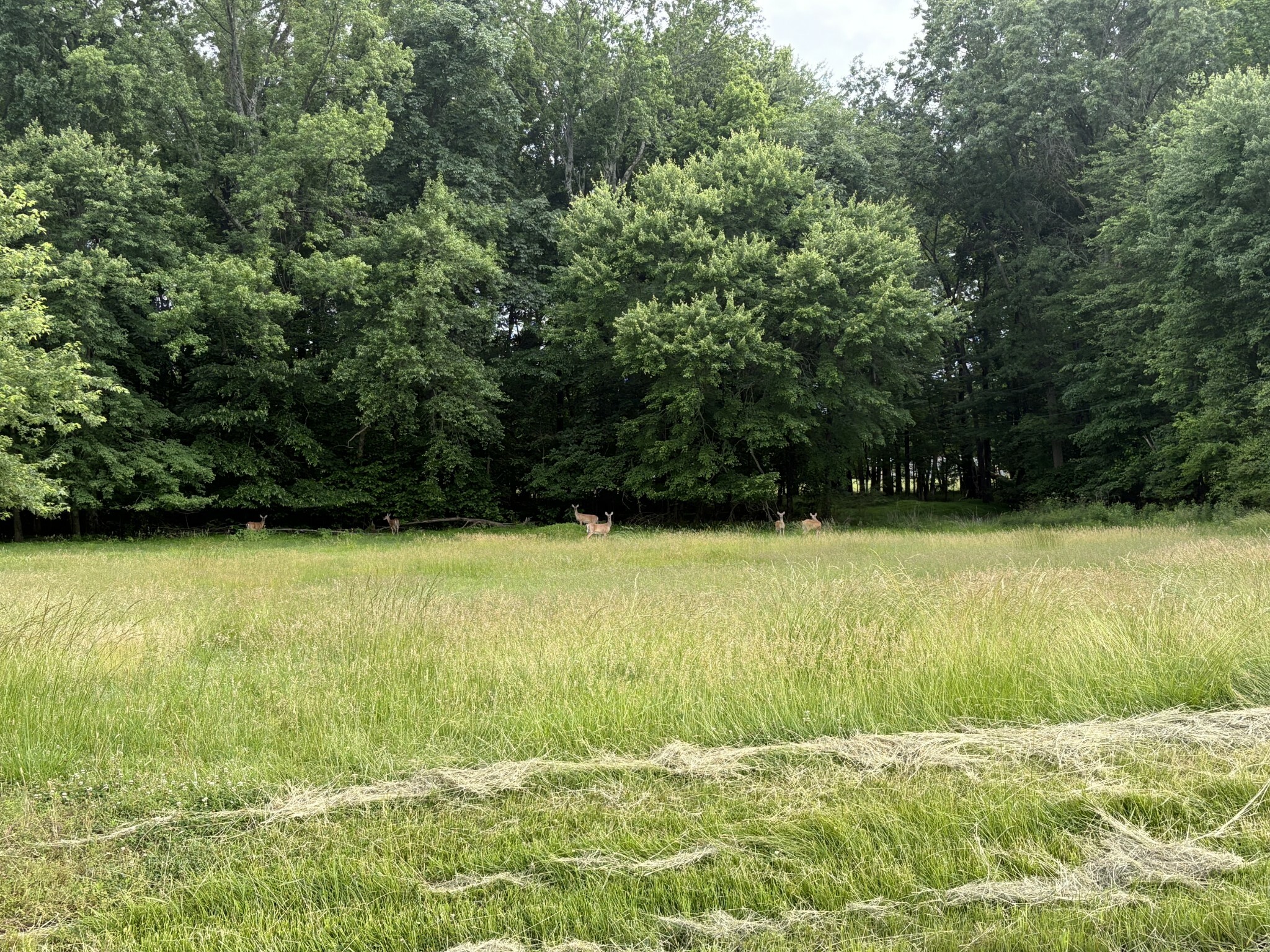 Property Photo: 550 Swan Ln TN 37043