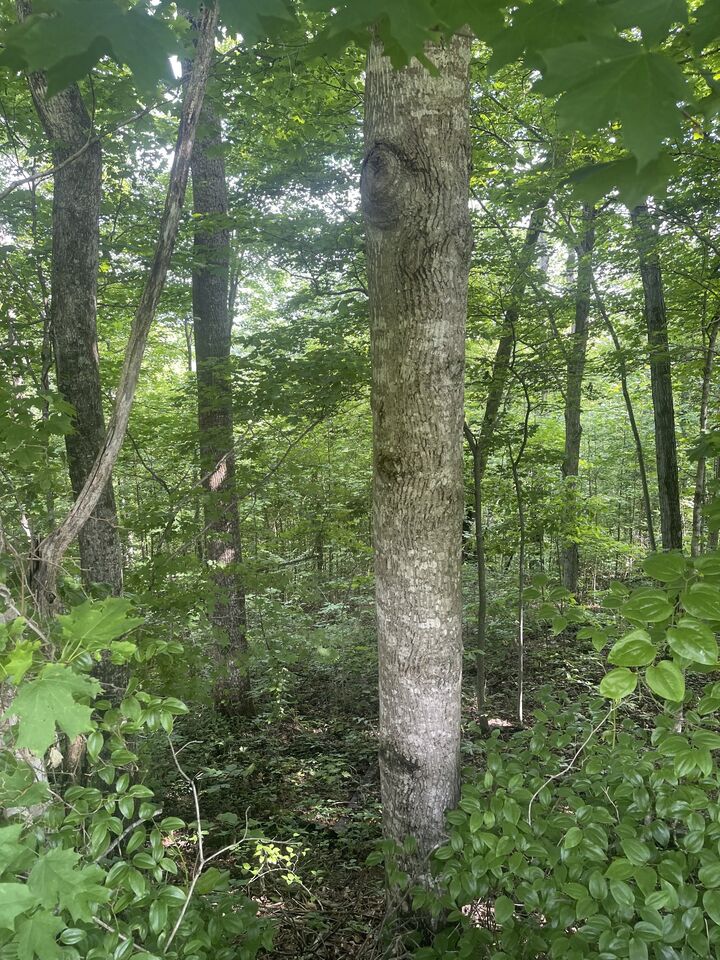 Property Photo: 156 Schell Ln TN 38551