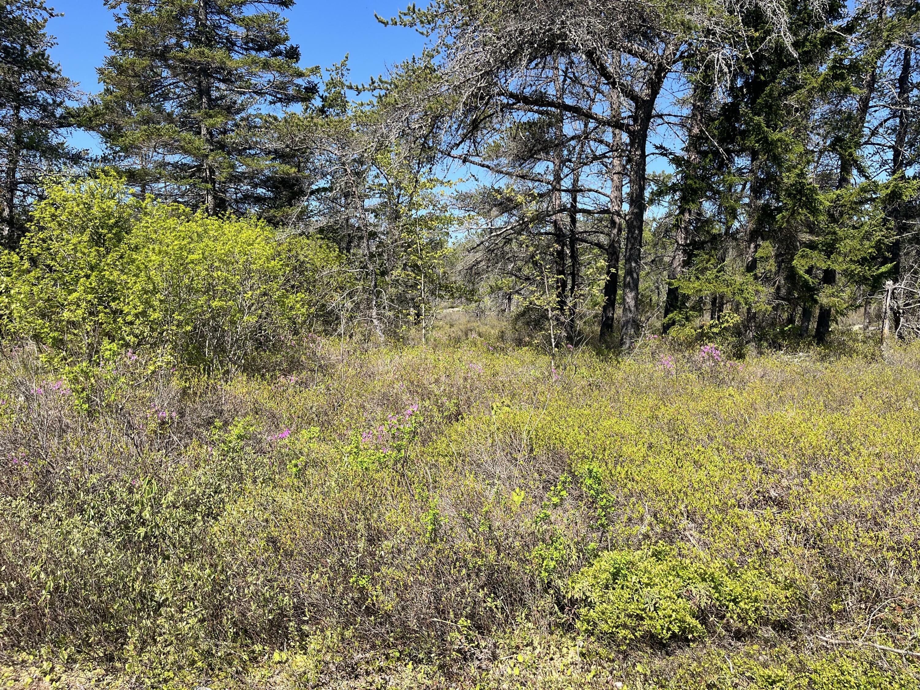 Property Photo: Map30 Lot4 East Schoodic Road ME 04607
