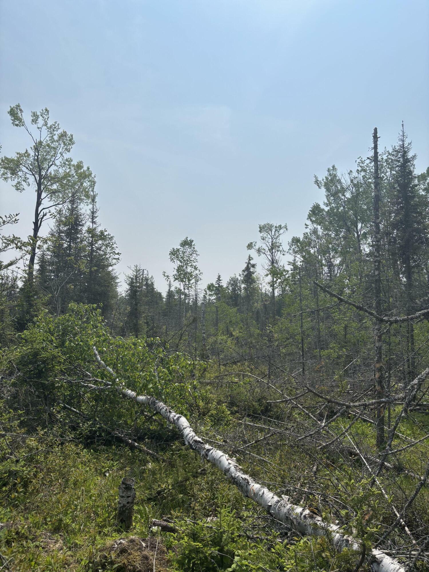 Property Photo:  Tbd W M-134 Hwy  MI 49745 