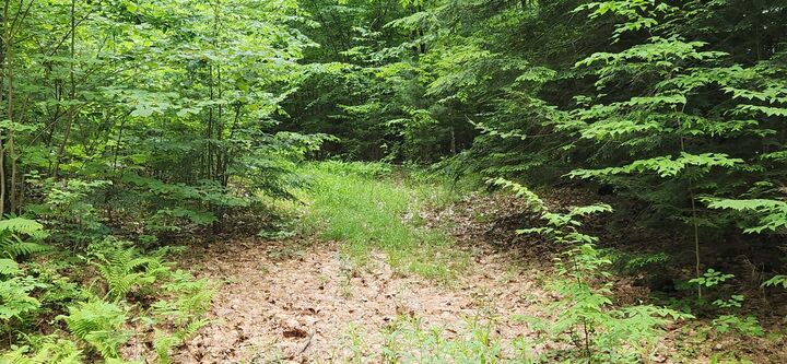 Property Photo: 0 Oliver Hill Road NH 03446