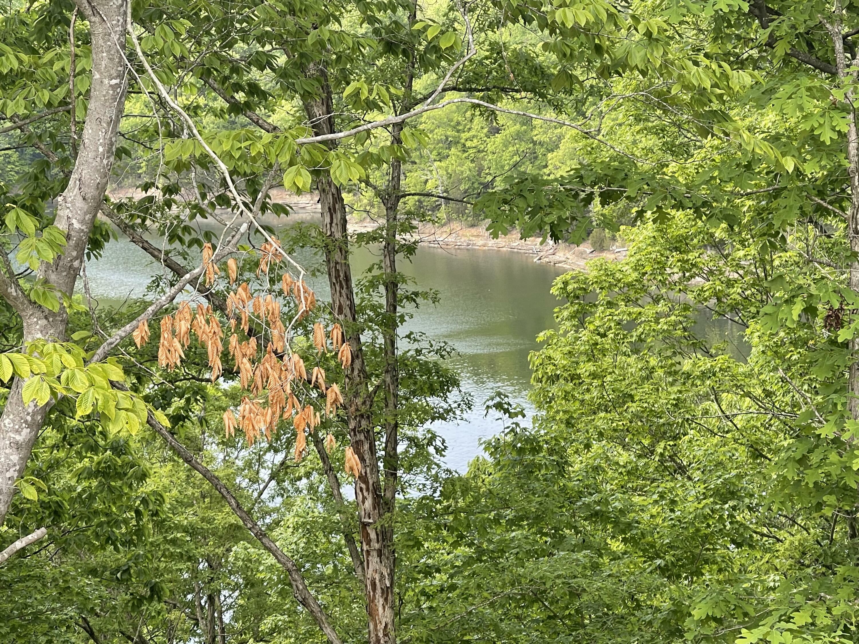 Property Photo: Lot 37 Cumberland Shores KY 42633