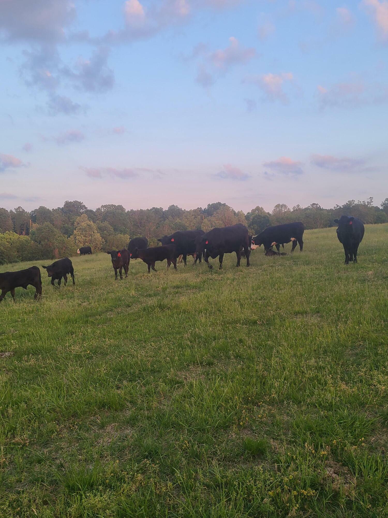 Property Photo: 9.69 Low Gap Road MO 64854