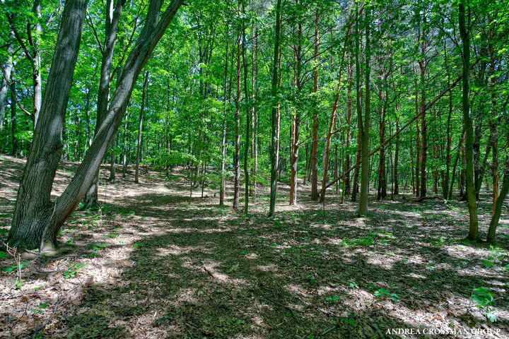 Property Photo:  0 Stonebridge Trail  MI 49408 
