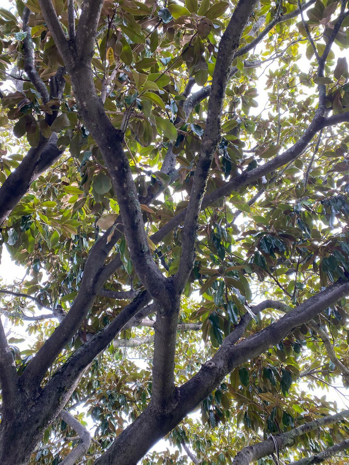 Property Photo:  1125 East Court  CA 94945 