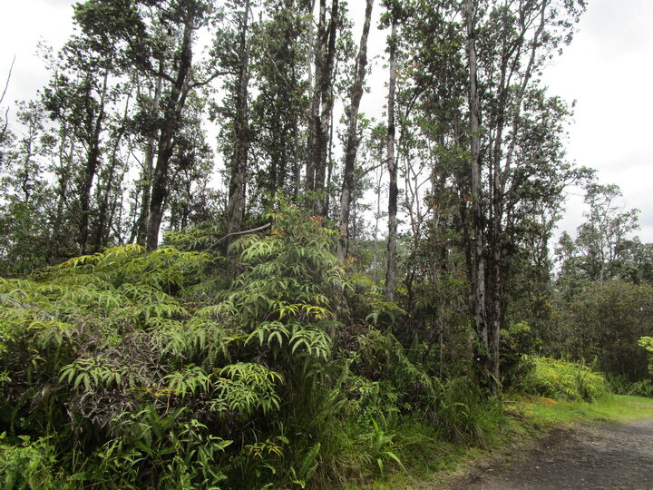 Property Photo: Road 9 (Koloa Maoli) HI 96760
