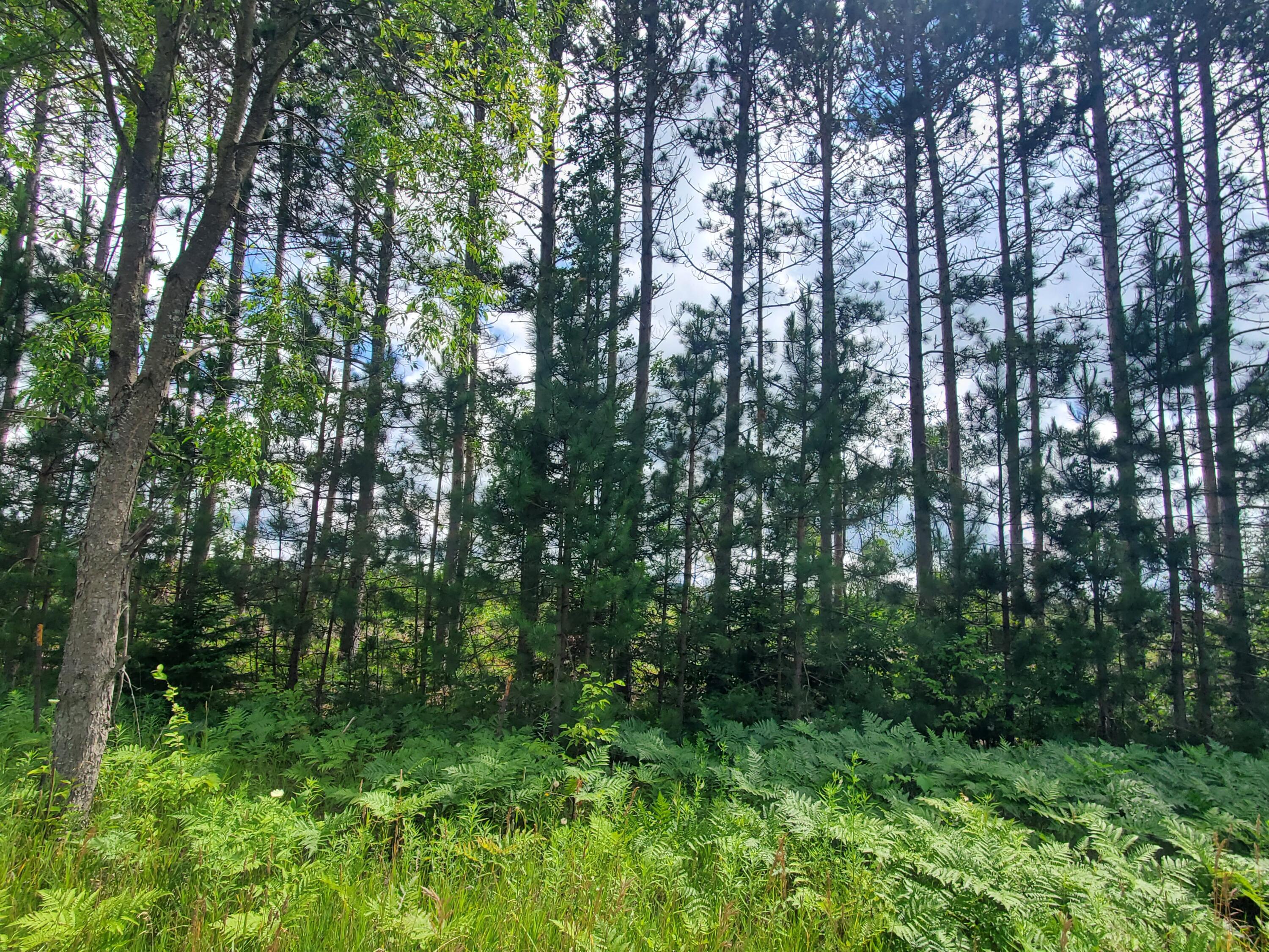Property Photo:  80 Acres Beall Road  MI 49614 
