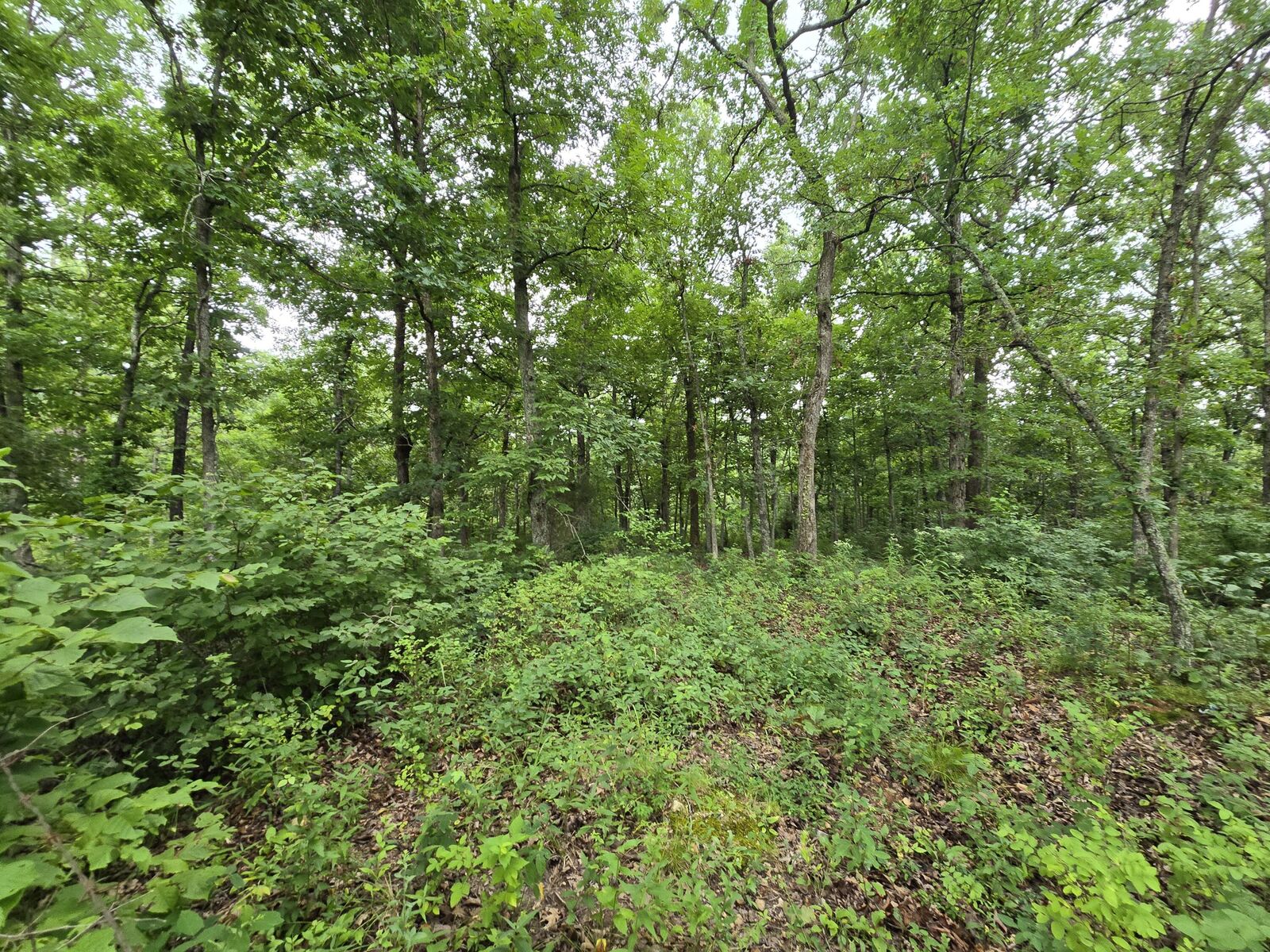 Property Photo: Tbd County Road 481W MO 65634