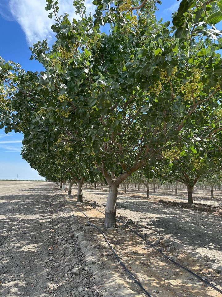 0 Lansing Ave  Lemoore CA 93245 photo