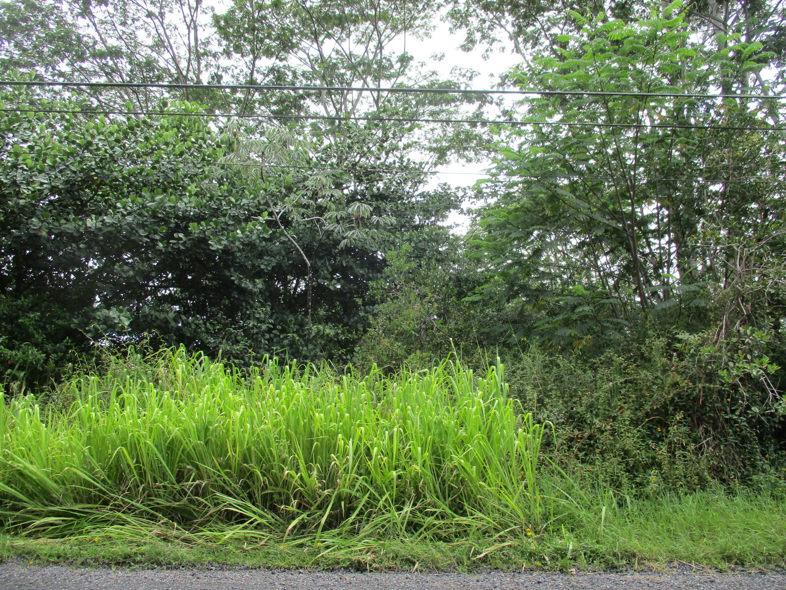 Property Photo: 17th Ave HI 96749
