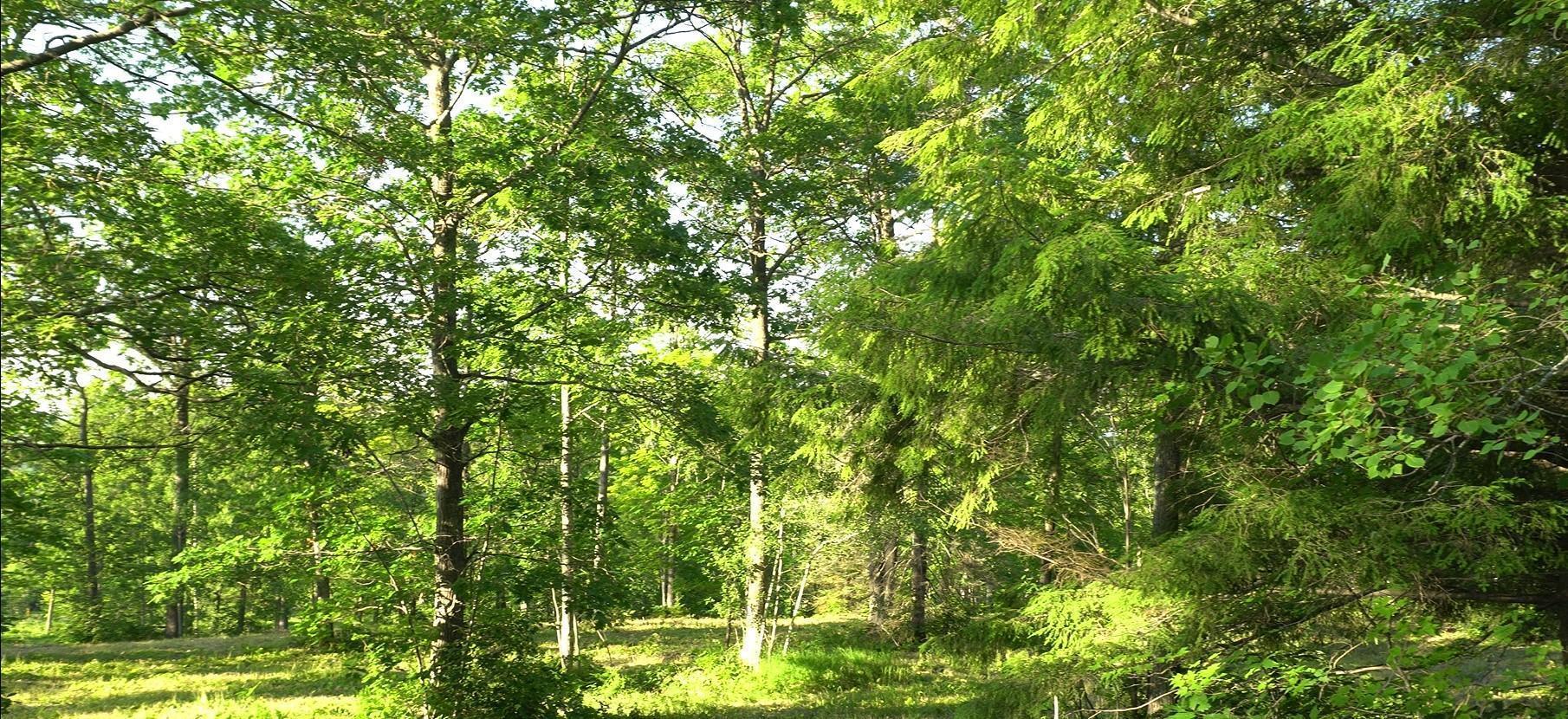 Property Photo:  83xxx - Lot 6 Ashwabay Heights Road  WI 54814 