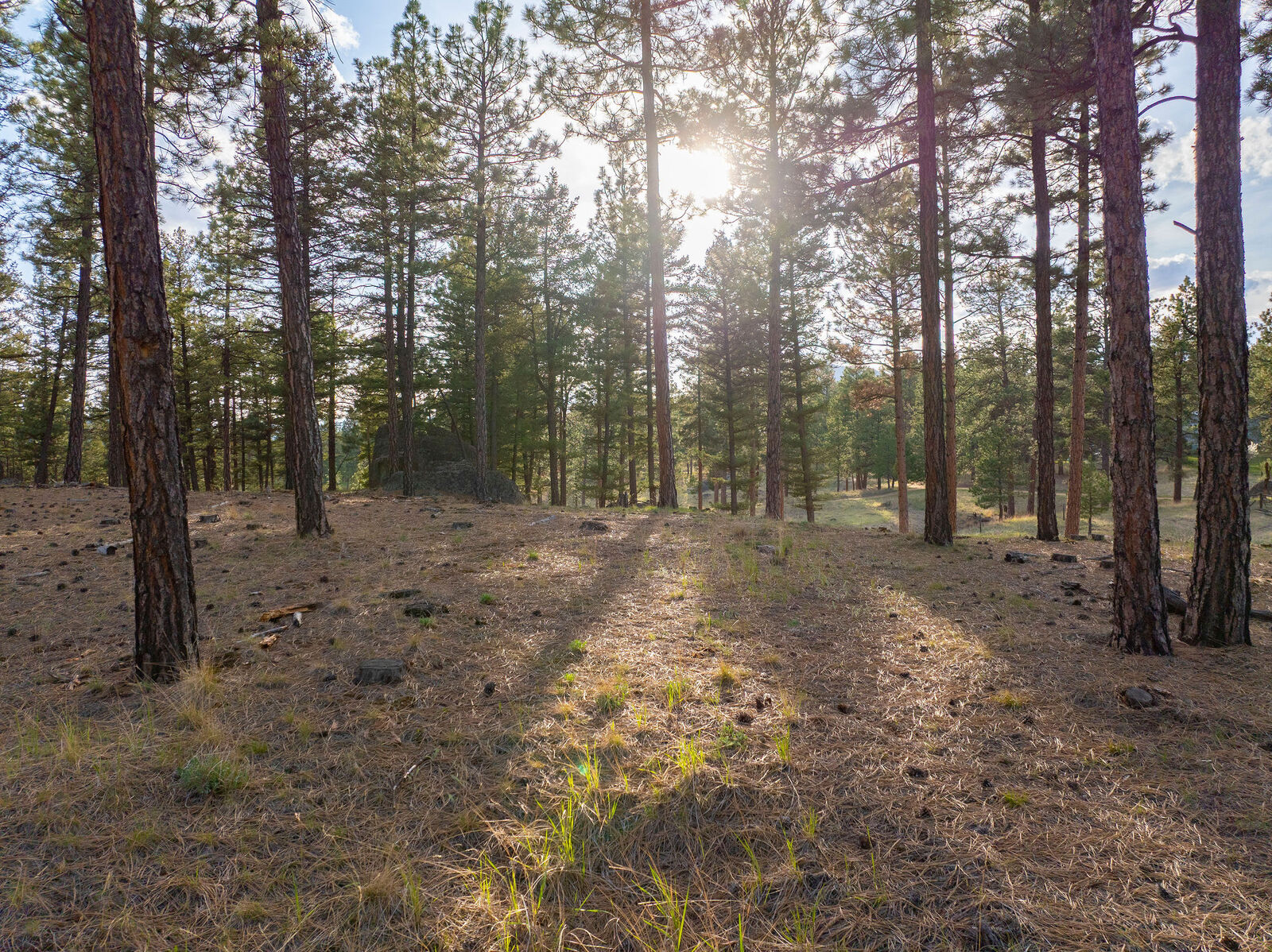 Property Photo: Tbd Leaning Tree Lane MT 59634