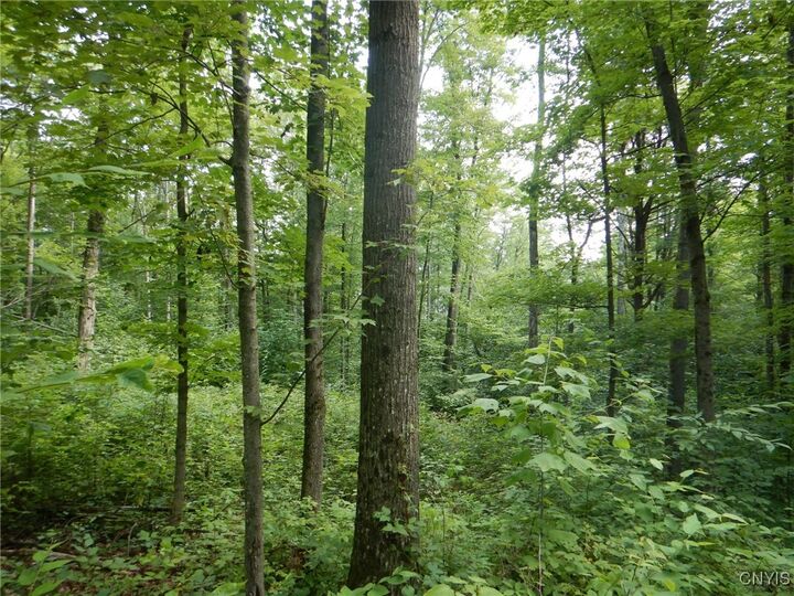 0 Starks Road  Newfield NY 14867 photo