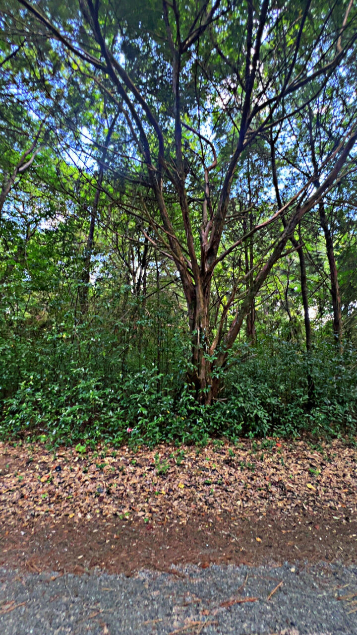 Property Photo: 1 Ac Florida Avenue FL 32539