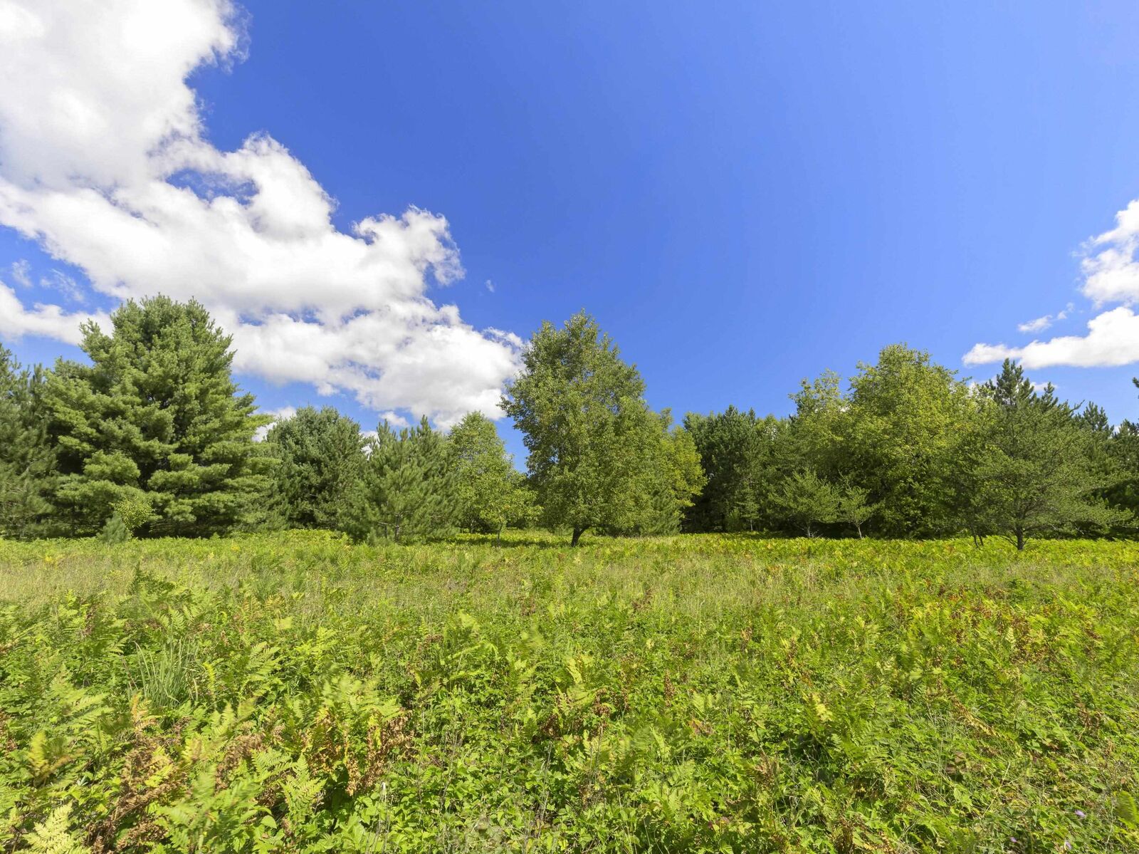 Property Photo: 15 Acres Wallin Road MI 49683
