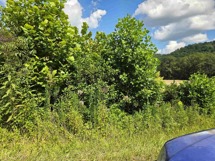Property Photo: 000 Tar Fork Rd. KY 41175