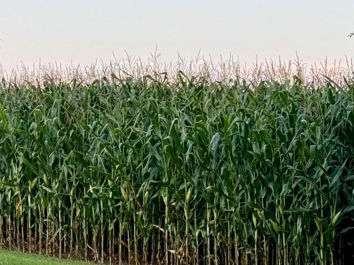 Property Photo: Xxx Forster Road NE MN 56319