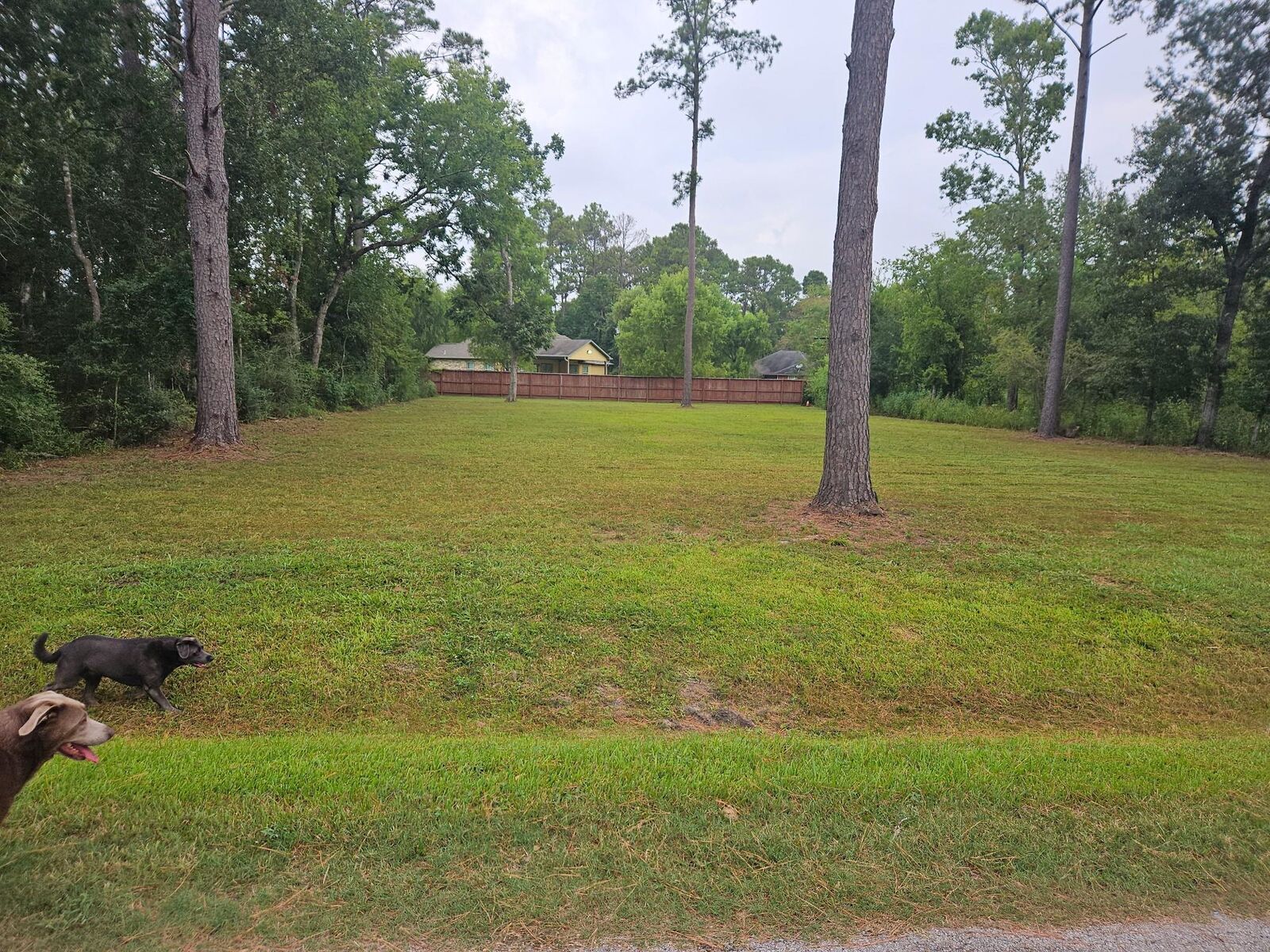 Property Photo:  2211 Hickory Manor Drive  TX 77336 