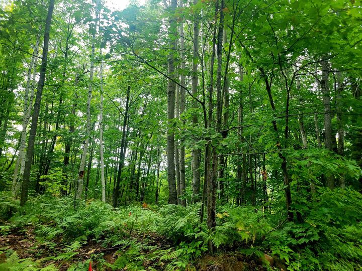 Property Photo:  87265 Eagle Bluff Dr Lot 2 Csm 1665  WI 54814 