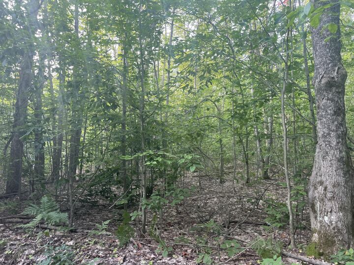 Property Photo: V/L 10ac Shawnee Trail MI 49735