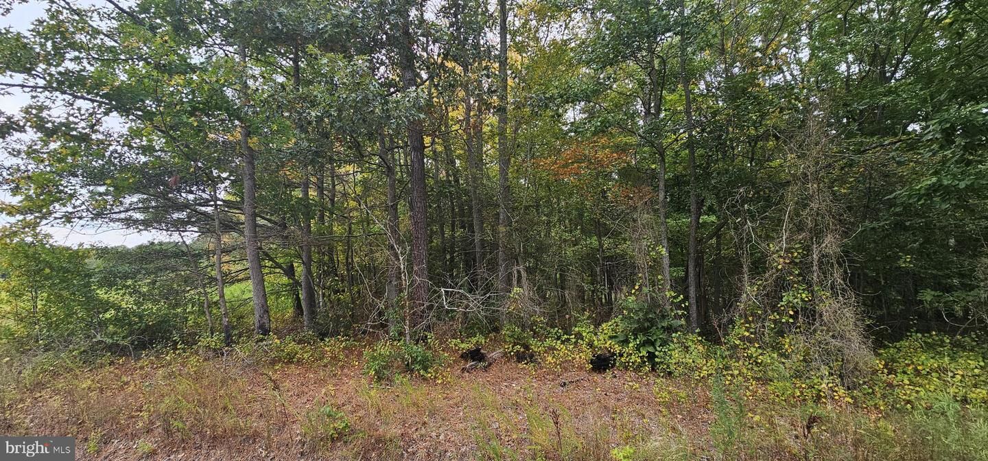 Property Photo: 0 Mt Vernon Road MD 21853