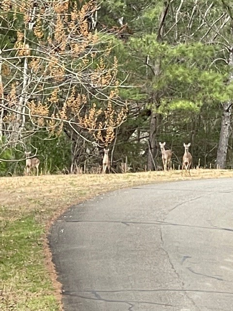 Property Photo:  Lt 54 Honeysuckle Way  GA 30540 