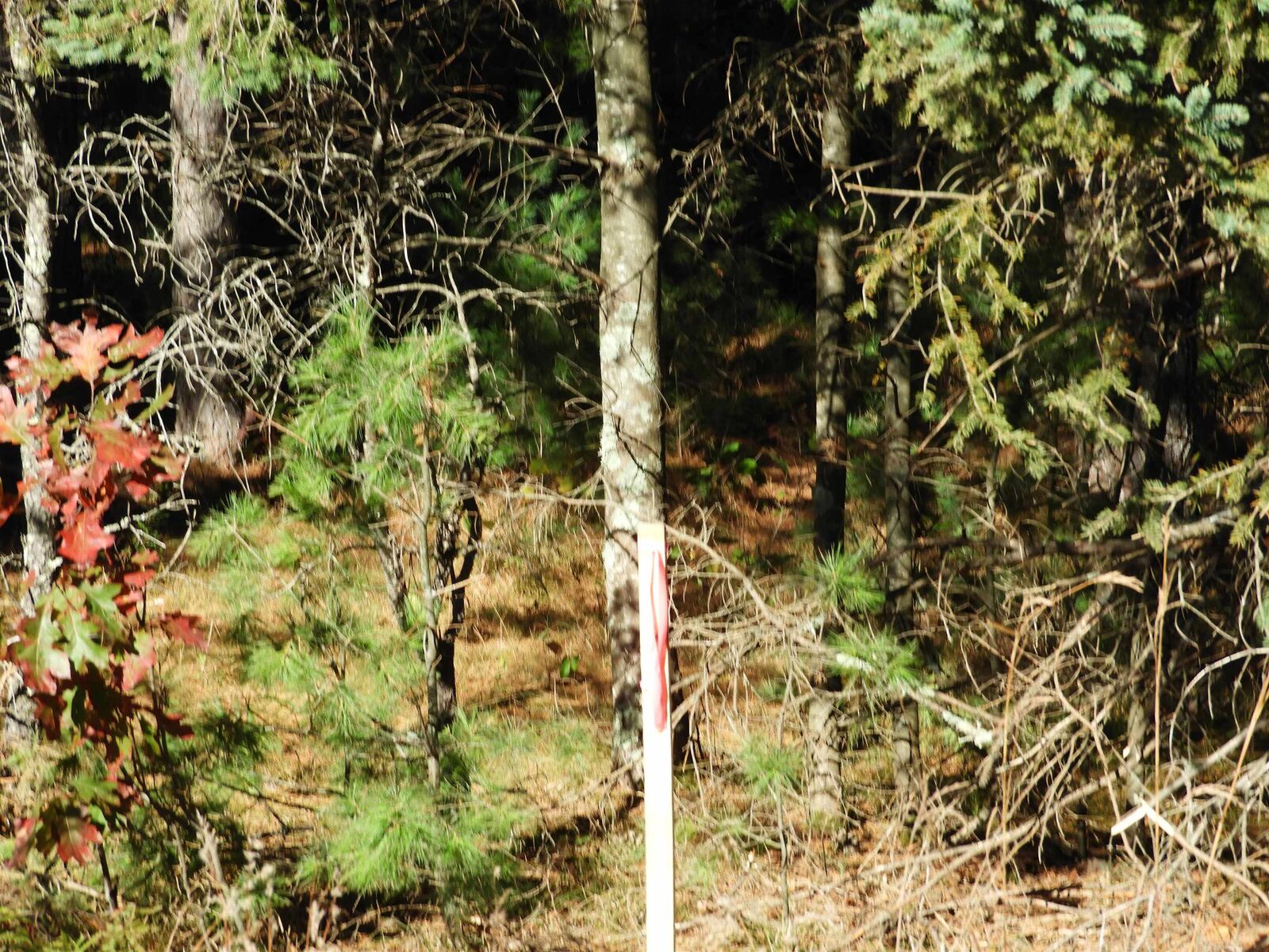 Property Photo: 26xx Ellison Lake Rd WI 54873