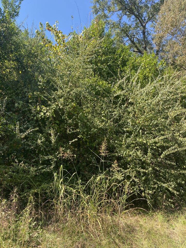 Property Photo:  Tbd South Fredonia Street  TX 75964 