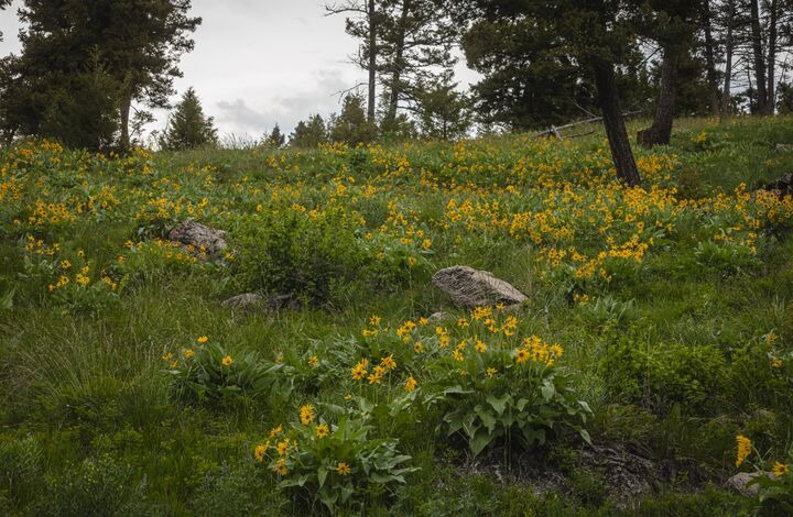 Property Photo: 5 Tract, Garnet Range MT 59825