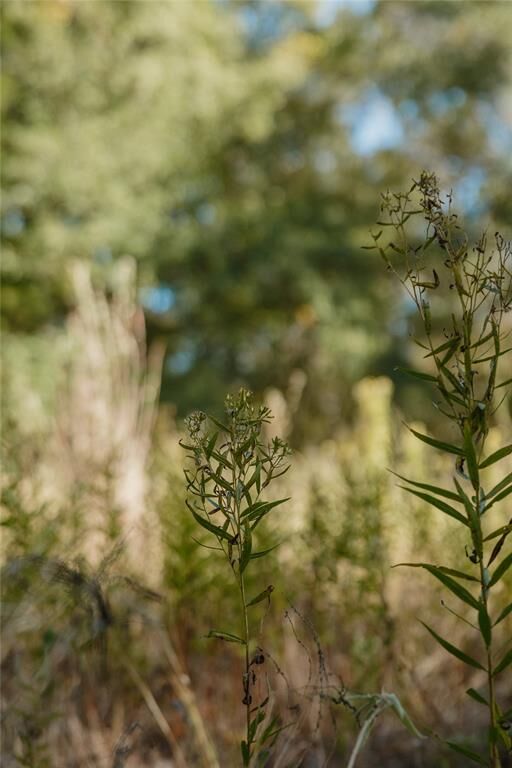 Property Photo: Lot 16 Private Road 5948 TX 75497