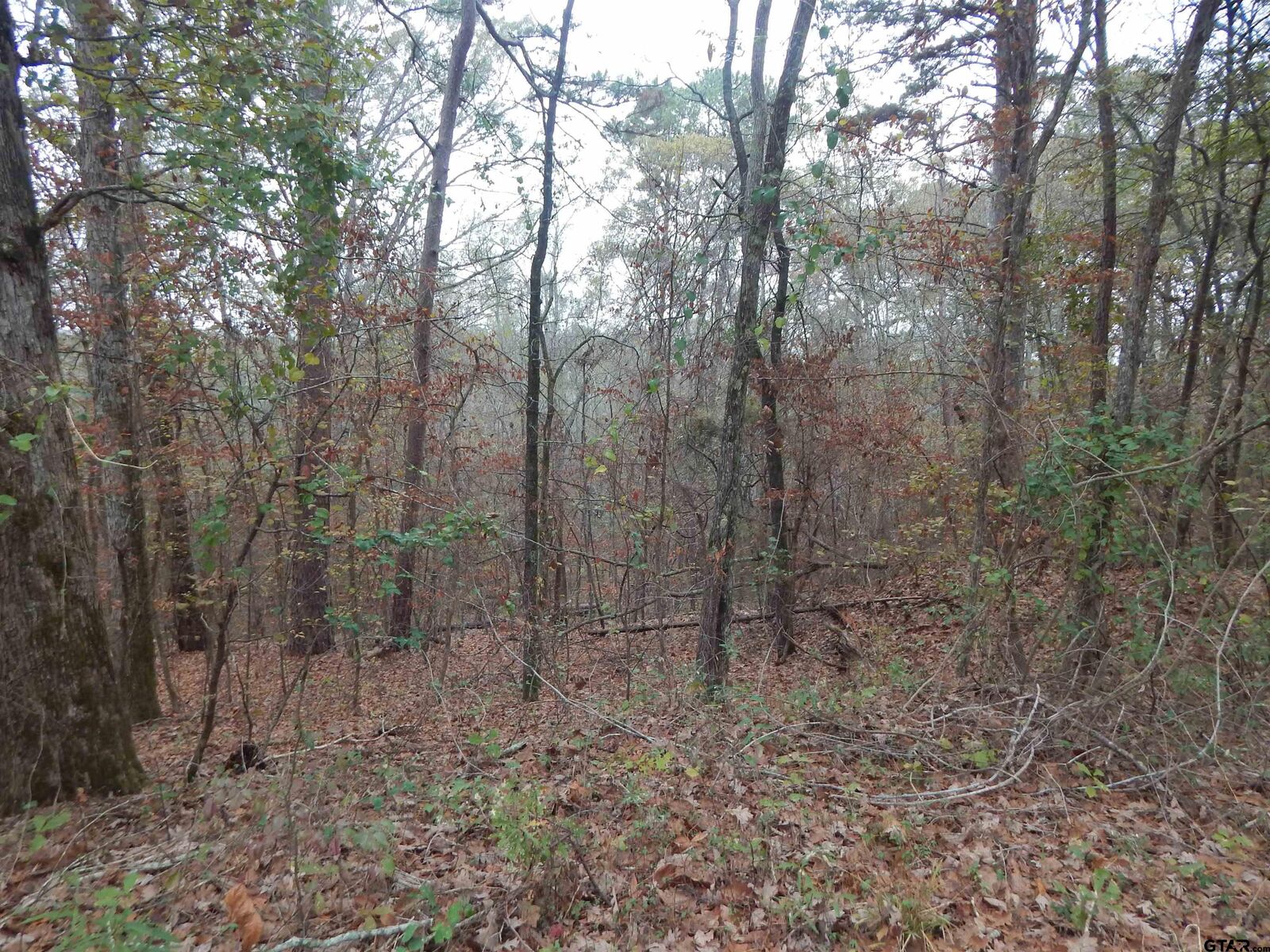 Property Photo:  Tbd Ashwood  TX 75645 