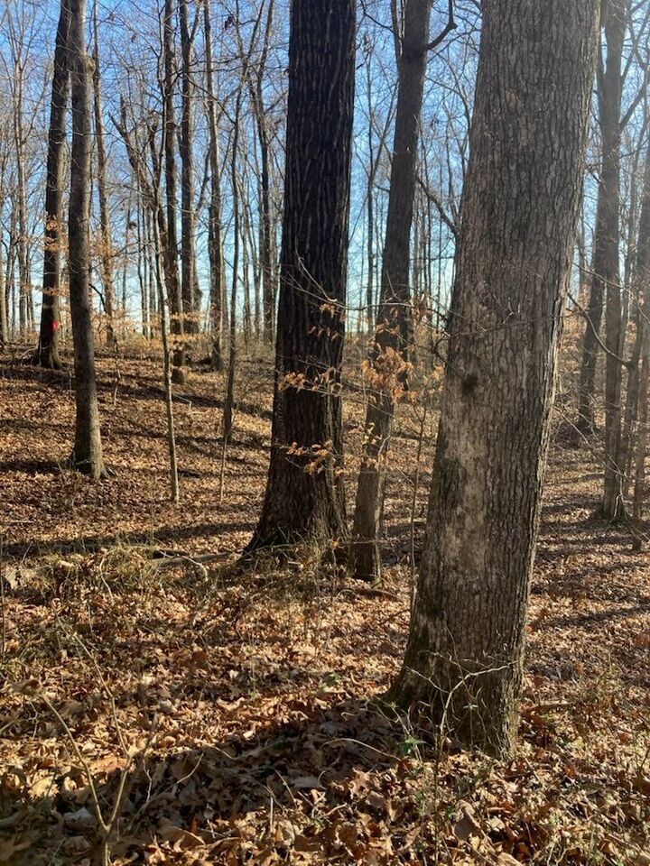 Property Photo:  0 Bluff Rd  TN 38469 