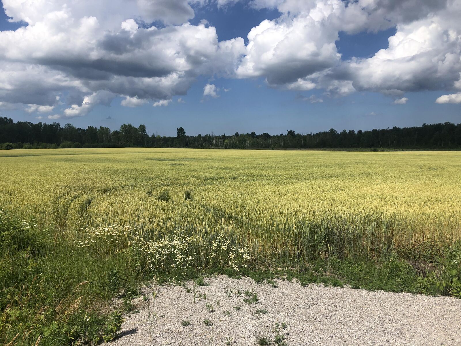 Property Photo: V/L 40ac Long Rapids Road MI 49753