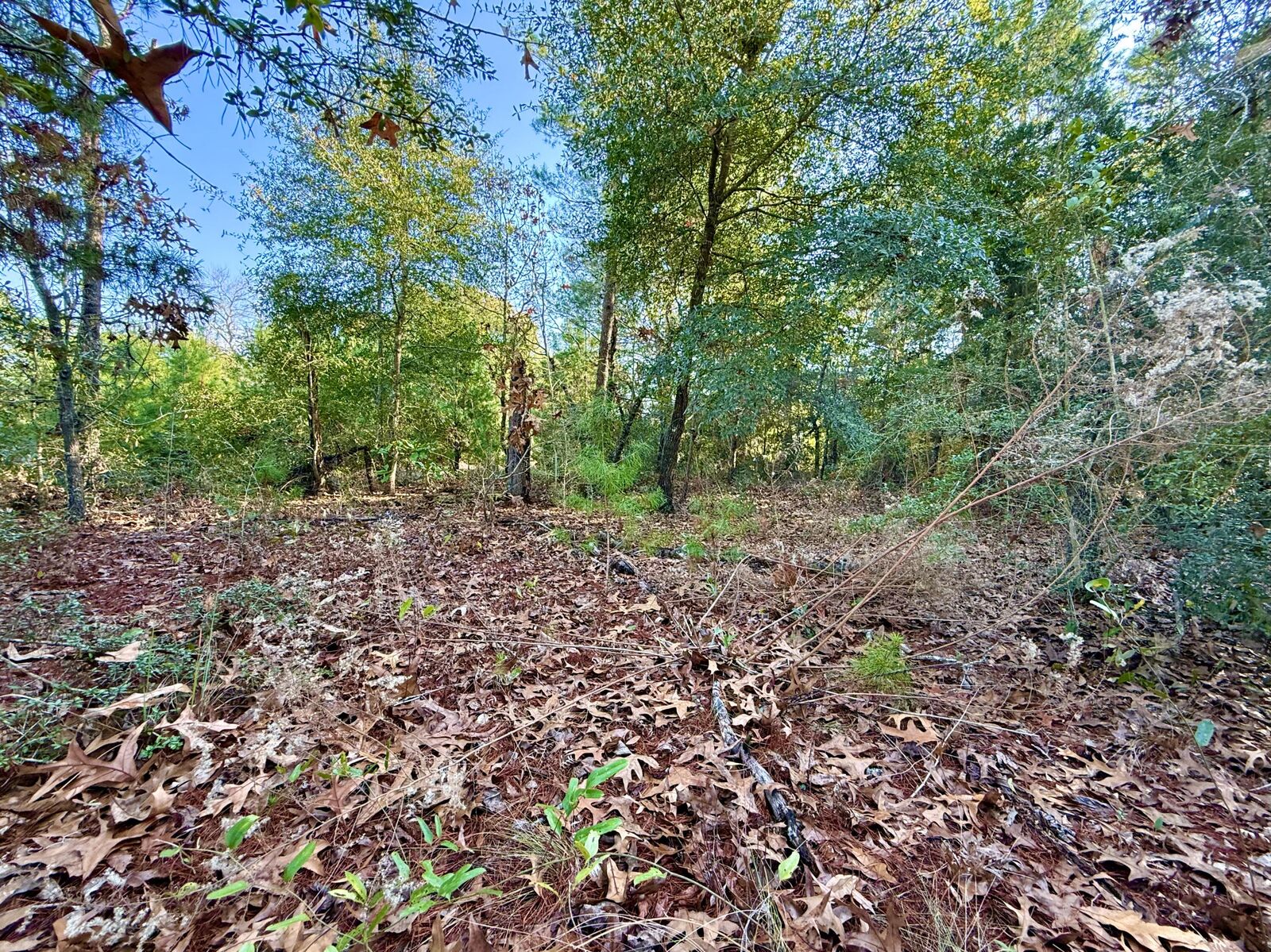 Property Photo:  Lot 6 Blk 14 E Tiger Lily Lane  FL 32433 