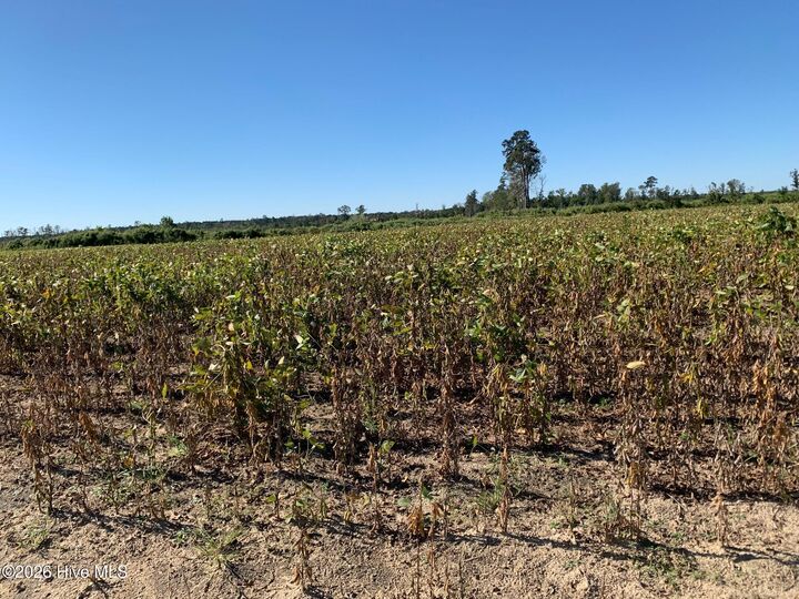 Property Photo: Tbd Hendrix Lane NC 27983