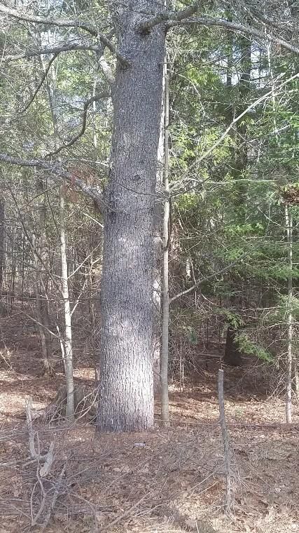 Property Photo: 46 Albert Reed Road ME 04474