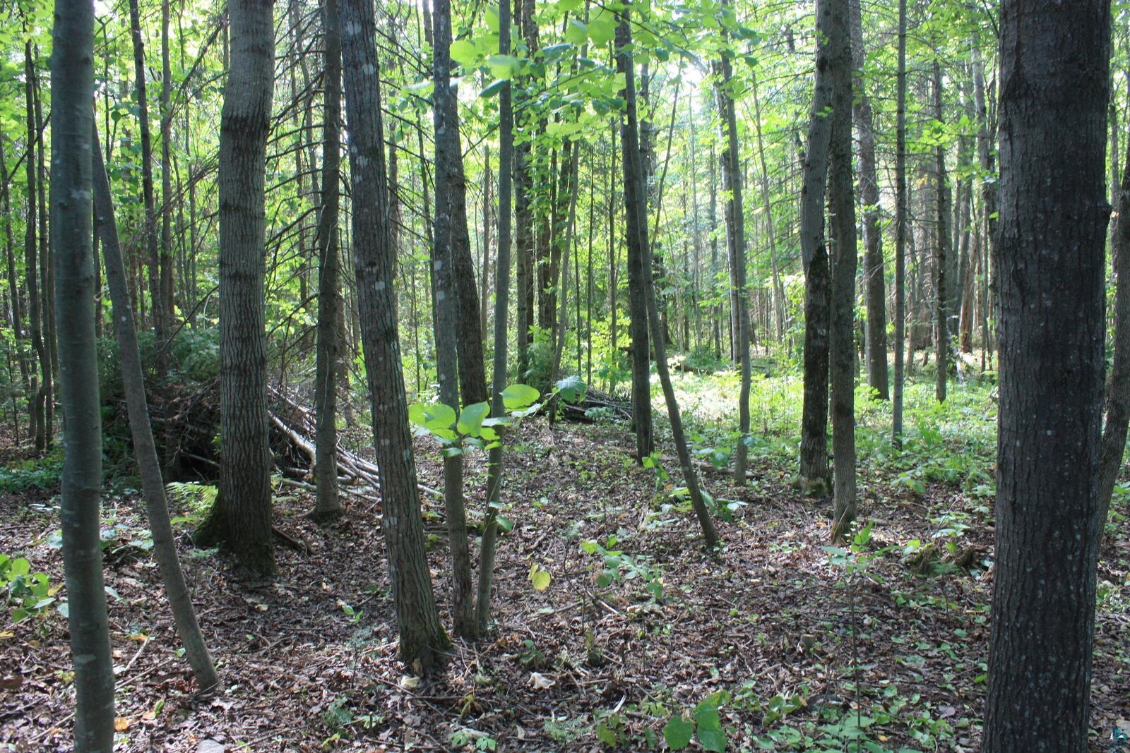 Property Photo:  50xx S Maple Dr  WI 54864 