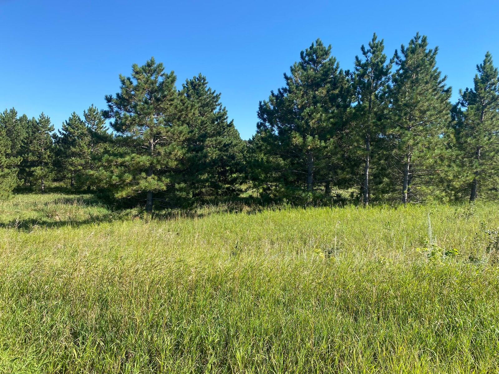 Property Photo:  Tbd Norway Pine Road  MN 56324 