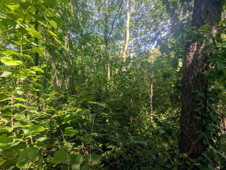 Property Photo:  0 County Road 493  TN 37331 