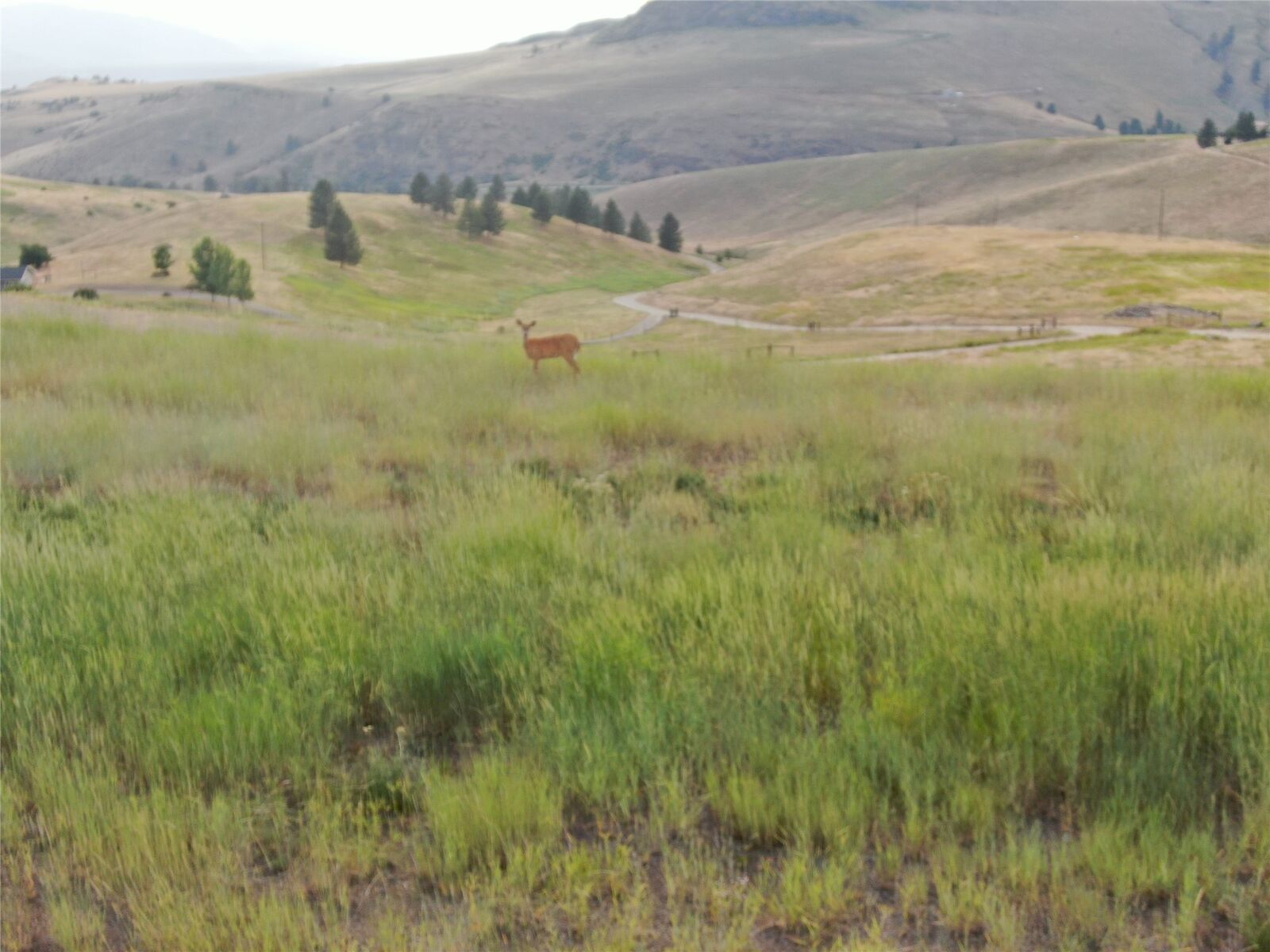 Property Photo:  Nhn Deemer Creek Road  MT 59859 
