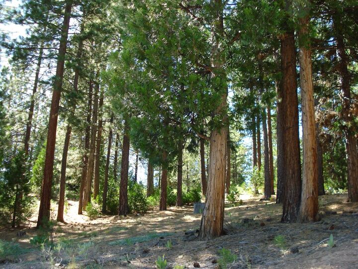 Property Photo:  43 Snowbush Way  CA 96122 