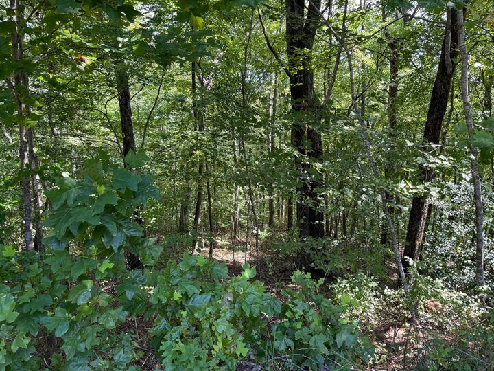 Property Photo:  538 Pine Hill Cemetery Road  TN 37397 