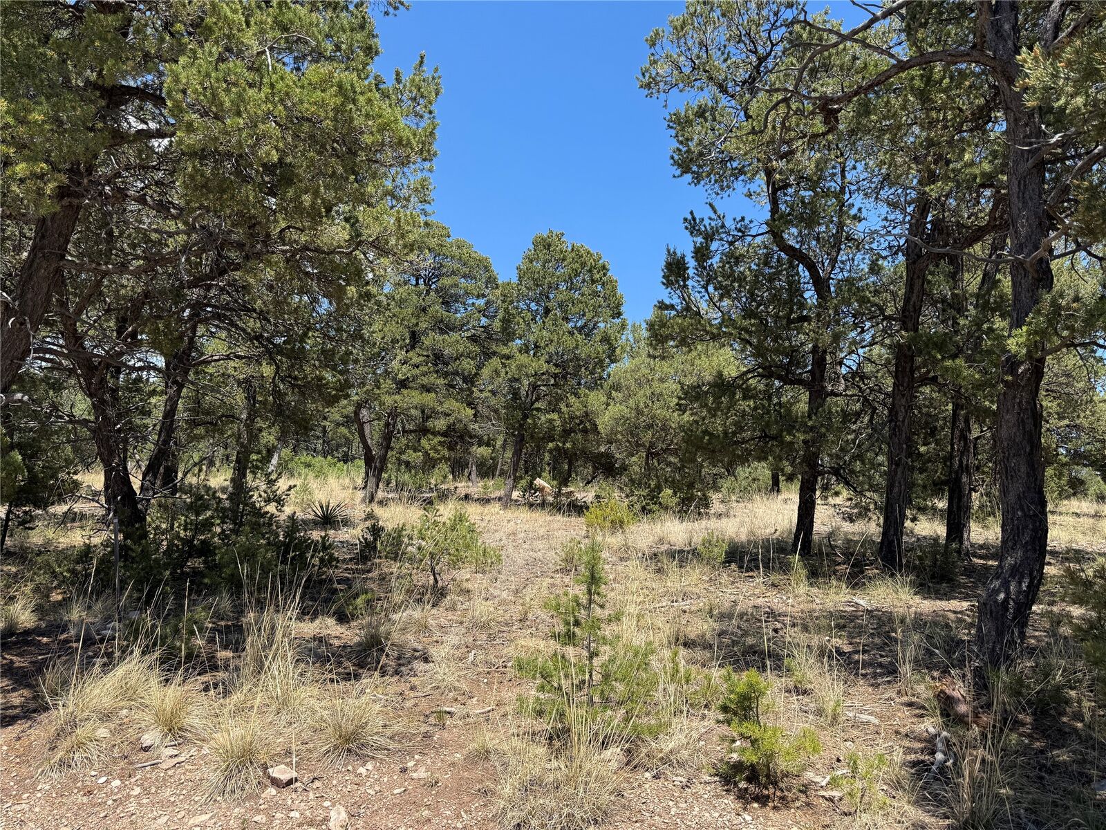 Property Photo: 17 Wild Wings Circle NM 87552
