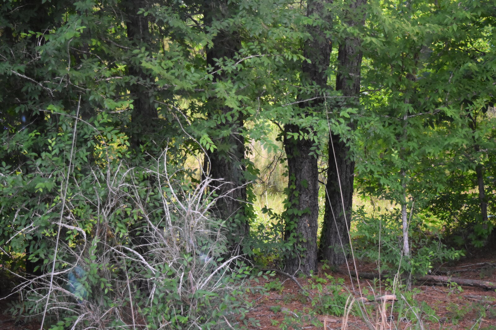 Property Photo:  2214 Mc Kinnon Dove Drive  SC 29571 