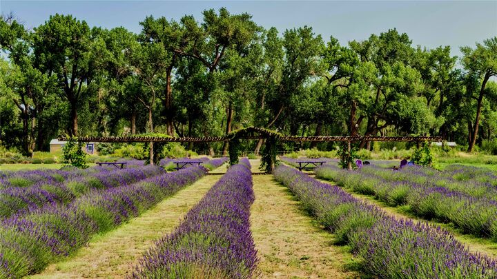 Property Photo: Purple Adobe Lavender Farm 25 Private Drive 1622 NM 87510