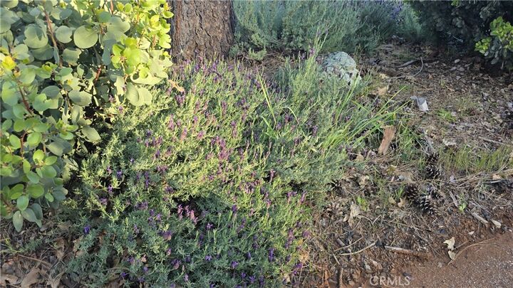 Property Photo: 6282 Brevard Circle CA 95954