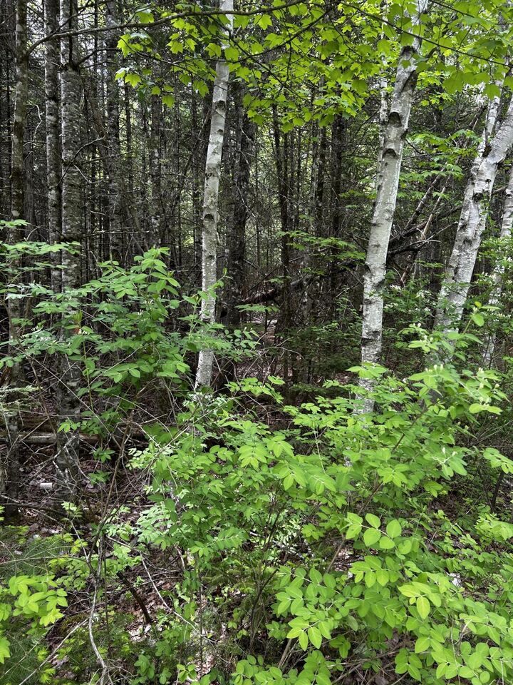 Property Photo:  Lot 9-3 Lilly Drive  ME 04953 