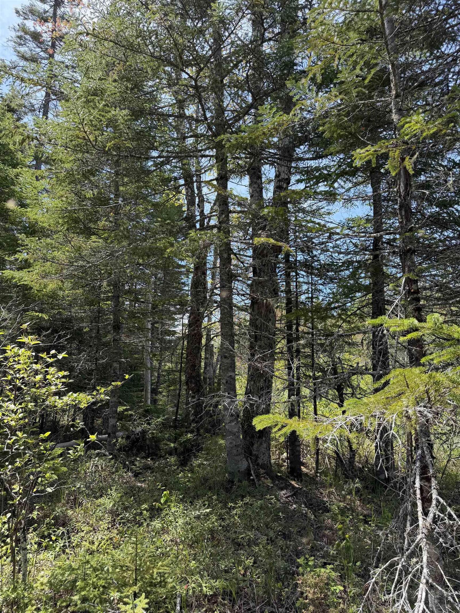 Property Photo:  Lot Cl4 Palmer Road  NS B0M 1Z0 